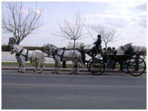 Alquiler coches de caballo Sevilla. CARRUAJES TRONCOSO