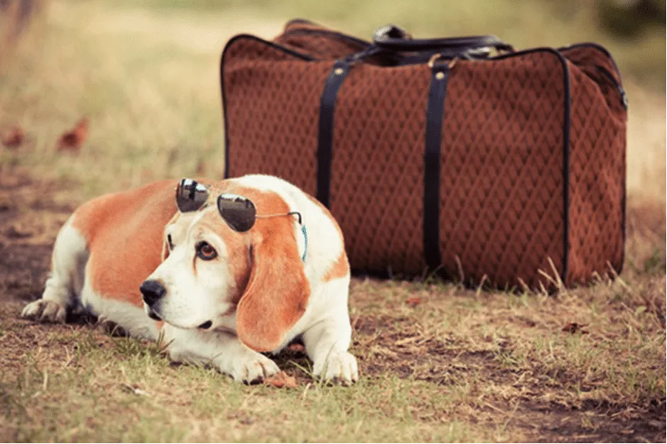 Accesorios viajar mascotas